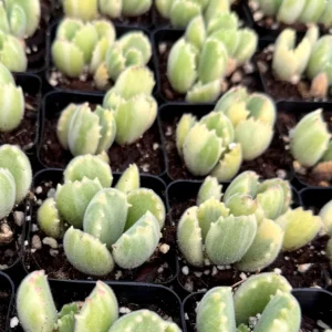 Variegated Bear Paw Succulent Live Plant - Cotyledon tomentosa variegata in 2 Inch, 4 Inch Pot - Image 2