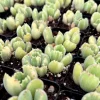 Variegated Bear Paw Succulent Live Plant - Cotyledon tomentosa variegata in 2 Inch, 4 Inch Pot - Image 1