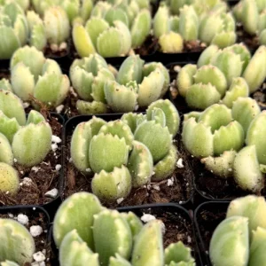 Variegated Bear Paw Succulent Live Plant - Cotyledon tomentosa variegata in 2 Inch, 4 Inch Pot - Image 3