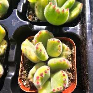 Variegated Bear's Paw Succulent Live Plant, Cotyledon Tomentosa, 2in or 4in Pot - Image 2