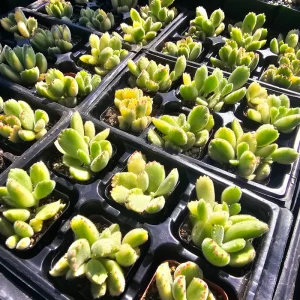 Variegated Bear's Paw Succulent Live Plant, Cotyledon Tomentosa, 2in or 4in Pot - Image 3
