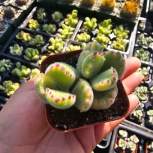 Variegated Bear's Paw Succulent Live Plant, Cotyledon Tomentosa, 2in or 4in Pot - Image 1