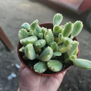 Variegated Bear's Paw Succulent Live Plant, Cotyledon Tomentosa, 2in or 4in Pot - Image 4