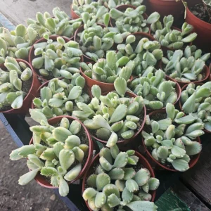 Variegated Bear's Paw Succulent Live Plant, Cotyledon Tomentosa, 2in or 4in Pot - Image 5
