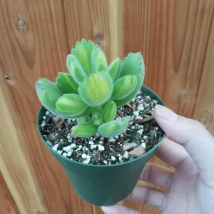 Variegated Bear's Paw Succulent Plant - Cotyledon Tomentosa - 2 Inch Pot - Indoor Outdoor - Image 3