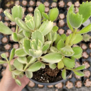 Variegated Bear's Paw Succulent Plant - Cotyledon Tomentosa - 2 Inch Pot - Indoor Outdoor - Image 4