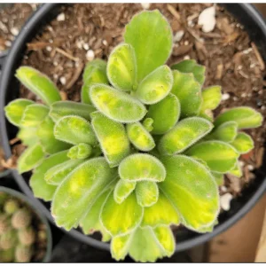 Variegated Bear's Paw Succulent Plant - Cotyledon Tomentosa - 2 Inch Pot - Indoor Outdoor - Image 5
