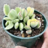 Variegated Bear's Paw Succulent Plant - Cotyledon Tomentosa - 2 Inch Pot - Indoor Outdoor - Image 1