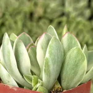 Variegated Crassula Swaziensis Live Succulent Plant – 2 Inch Pot - Image 2