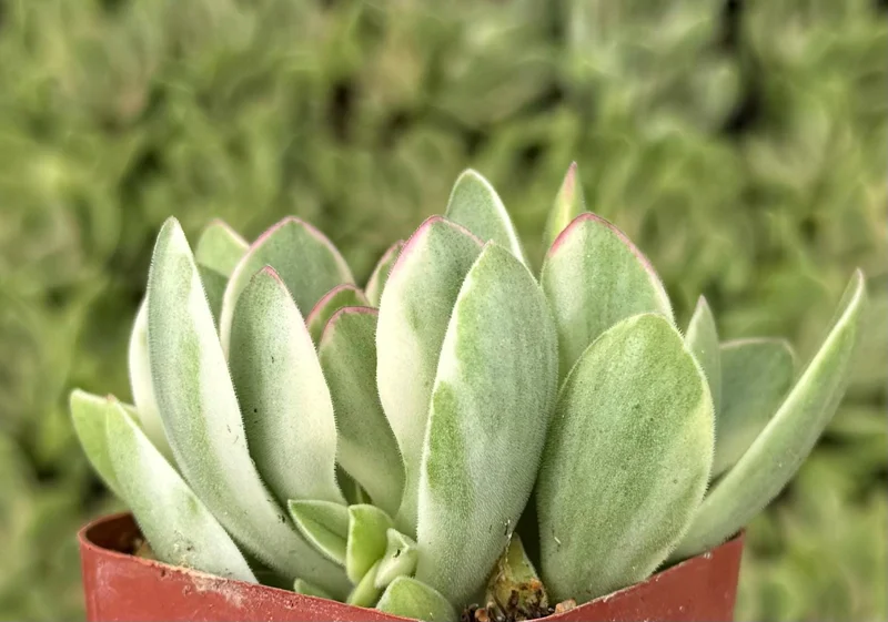 Variegated Crassula Swaziensis Live Succulent Plant – 2 Inch Pot - Image 2