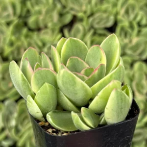 Variegated Crassula Swaziensis Live Succulent Plant – 2 Inch Pot - Image 3