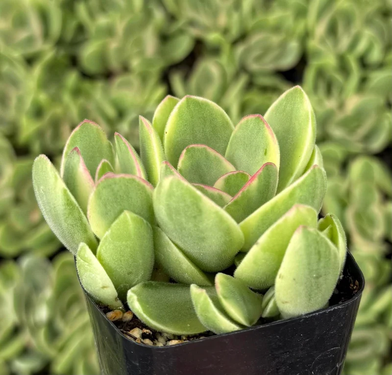Variegated Crassula Swaziensis Live Succulent Plant – 2 Inch Pot - Image 3