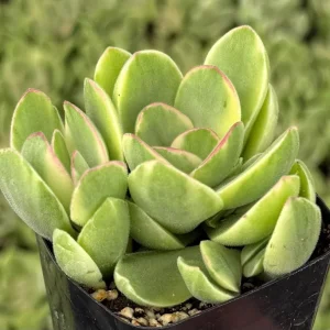 Variegated Crassula Swaziensis Live Succulent Plant – 2 Inch Pot - Image 4