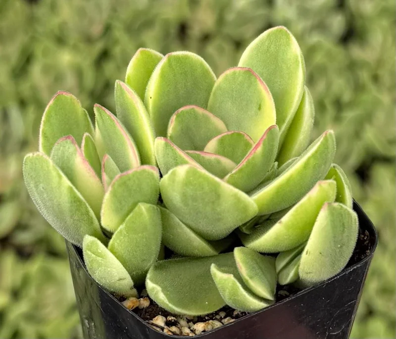 Variegated Crassula Swaziensis Live Succulent Plant – 2 Inch Pot - Image 4