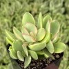 Variegated Crassula Swaziensis Live Succulent Plant – 2 Inch Pot - Image 1