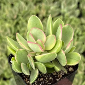 Variegated Crassula Swaziensis Live Succulent Plant – 2 Inch Pot - Image 1