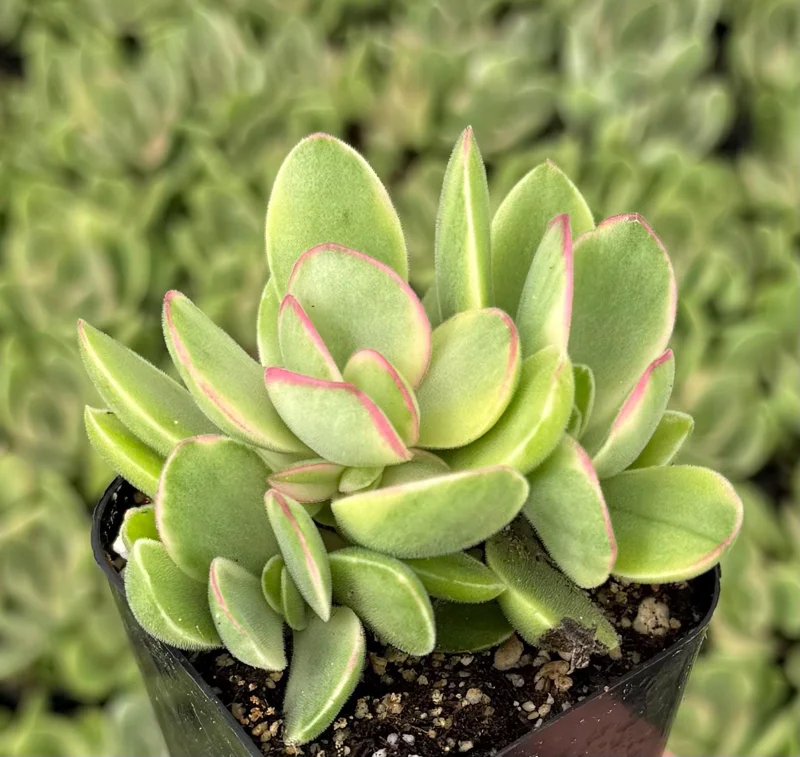 Variegated Crassula Swaziensis Live Succulent Plant – 2 Inch Pot - Image 1