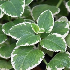 Variegated Cuban Oregano Live Plant – 4 Inch Pot Edible Herb – Easy Care Houseplant - Image 2