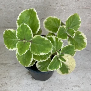 Variegated Cuban Oregano Live Plant – 4 Inch Pot Edible Herb – Easy Care Houseplant - Image 3