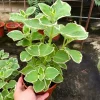 Variegated Cuban Oregano Live Plant – 4 Inch Pot Edible Herb – Easy Care Houseplant - Image 1