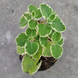 Variegated Cuban Oregano Live Plant – 4 Inch Pot Edible Herb – Easy Care Houseplant - Image 4