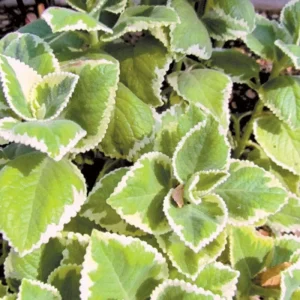 Variegated Cuban Oregano Live Plant – 4 Inch Pot Edible Herb – Easy Care Houseplant - Image 5