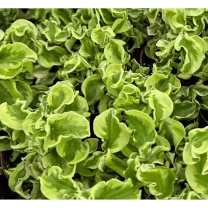 Variegated Devil's Backbone Live Succulent Plant 3