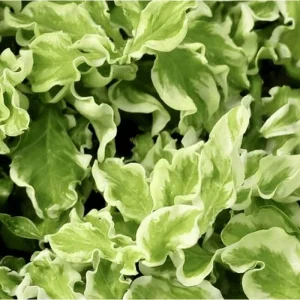 Variegated Devil's Backbone Live Succulent Plant 3