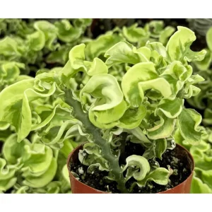 Variegated Devil's Backbone Live Succulent Plant 3