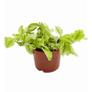 Variegated Devil's Backbone Live Succulent Plant 3" Pot - Pedilanthus Tithymaloides - Image 1