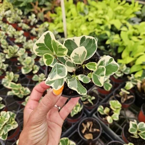 Variegated Ficus Triangularis Live Plant - Rare Indoor Houseplant in 4 Inch Pot - Image 2