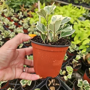 Variegated Ficus Triangularis Live Plant - Rare Indoor Houseplant in 4 Inch Pot - Image 3