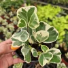 Variegated Ficus Triangularis Live Plant - Rare Indoor Houseplant in 4 Inch Pot - Image 1