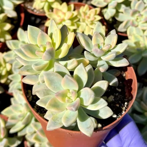 Variegated Ghost Succulent Live Plant - Pink & White Foliage - 4 Inch Pot - Image 2