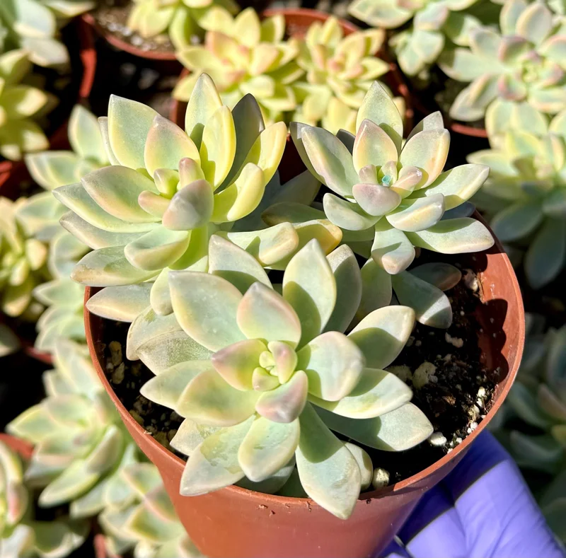 Variegated Ghost Succulent Live Plant - Pink & White Foliage - 4 Inch Pot - Image 2