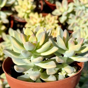 Variegated Ghost Succulent Live Plant - Pink & White Foliage - 4 Inch Pot - Image 3
