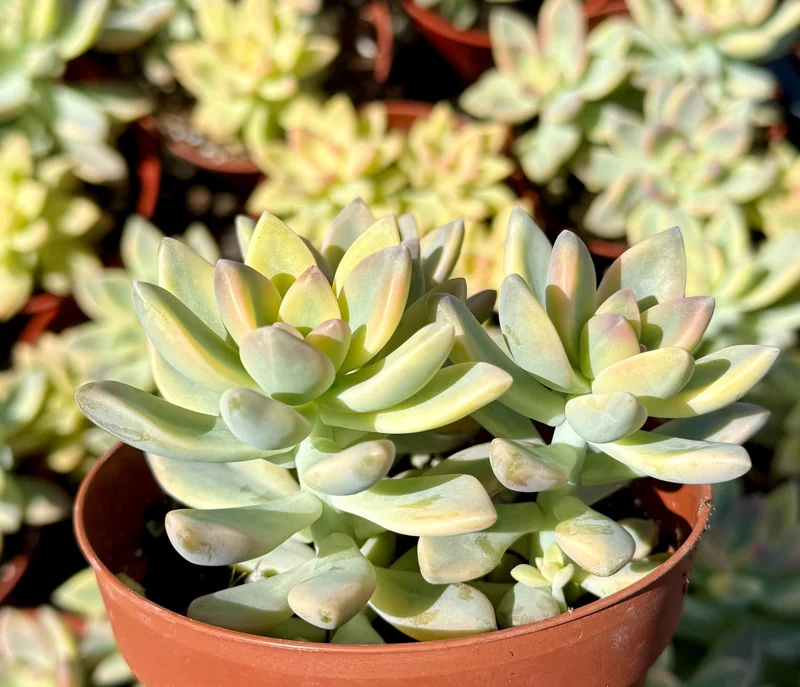 Variegated Ghost Succulent Live Plant - Pink & White Foliage - 4 Inch Pot - Image 3