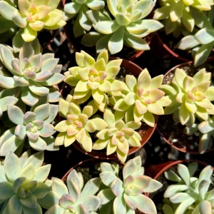 Variegated Ghost Succulent Live Plant - Pink & White Foliage - 4 Inch Pot - Image 4
