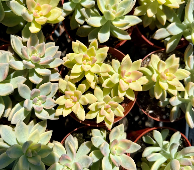 Variegated Ghost Succulent Live Plant - Pink & White Foliage - 4 Inch Pot - Image 4