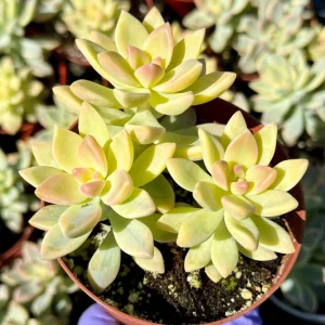 Variegated Ghost Succulent Live Plant - Pink & White Foliage - 4 Inch Pot - Image 1