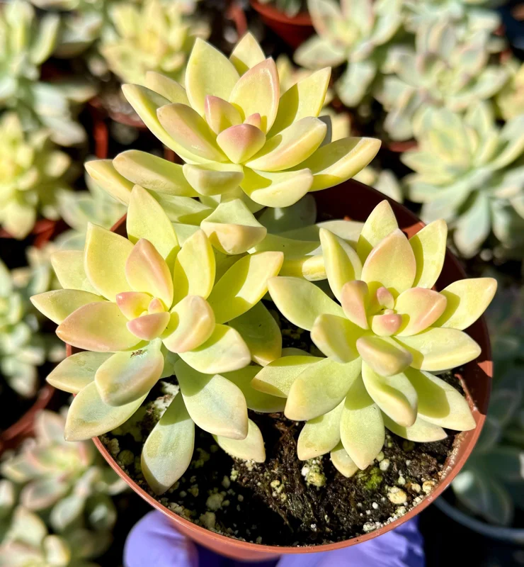 Variegated Ghost Succulent Live Plant - Pink & White Foliage - 4 Inch Pot - Image 1