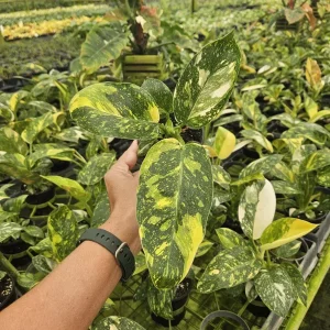 Variegated Green Congo Philodendron Live Plant – 4 Inch Pot – Tropical Houseplant - Image 2