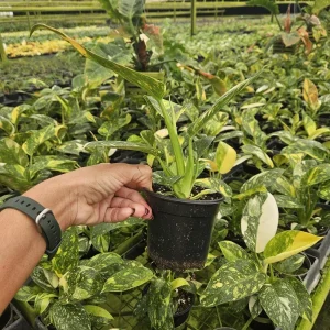 Variegated Green Congo Philodendron Live Plant – 4 Inch Pot – Tropical Houseplant - Image 3