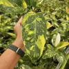 Variegated Green Congo Philodendron Live Plant – 4 Inch Pot – Tropical Houseplant - Image 1