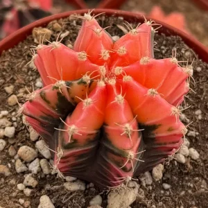 Variegated Gymnocalycium Cactus Live Plant – 4 Inch Pot – Rooted - Image 2