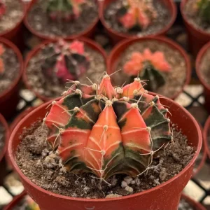 Variegated Gymnocalycium Cactus Live Plant – 4 Inch Pot – Rooted - Image 3