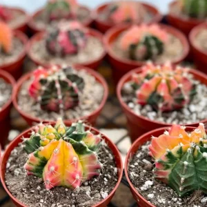 Variegated Gymnocalycium Cactus Live Plant – 4 Inch Pot – Rooted - Image 4