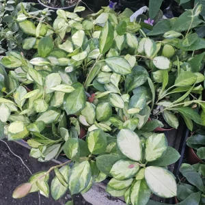 Variegated Hoya Australis Lisa Live Plant – 4in Nursery Pot – Indoor Houseplant - Image 2