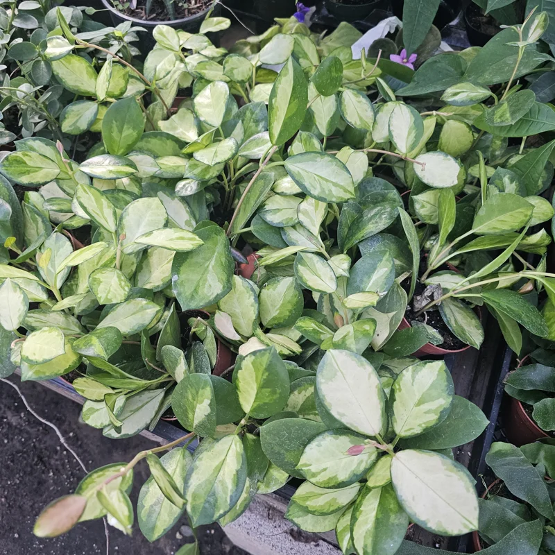 Variegated Hoya Australis Lisa Live Plant – 4in Nursery Pot – Indoor Houseplant - Image 2