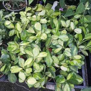 Variegated Hoya Australis Lisa Live Plant – 4in Nursery Pot – Indoor Houseplant - Image 3